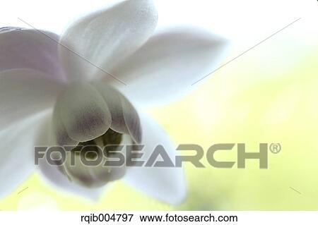Anemonopsis macrophylla View Large Photo Image Stock Photo - Anemonopsis macrophylla. Fotosearch