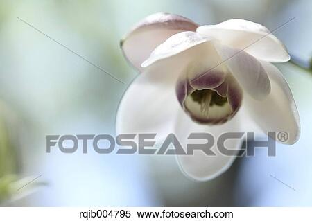 Anemonopsis macrophylla View Large Photo Image Stock Photography - Anemonopsis macrophylla. Fotosearch