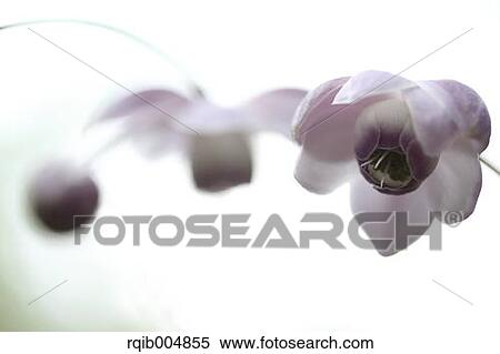 Stock Photography - Anemonopsis macrophylla. Fotosearch