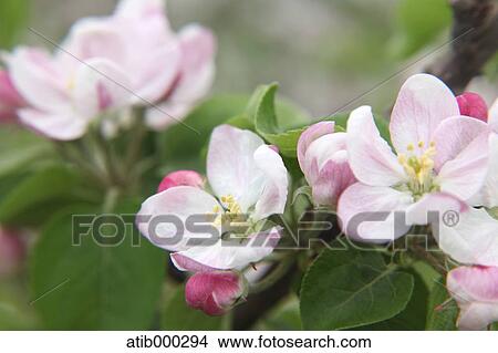 Picture - Apple flowers. Fotosearch