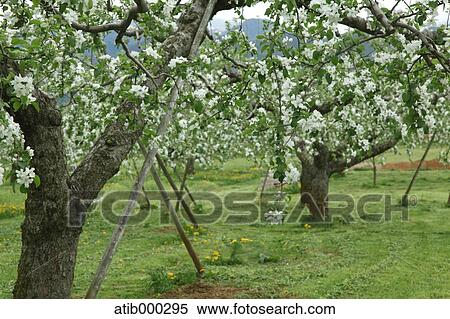 Apple trees View Large Photo Image Stock Photography - Apple trees. Fotosearch