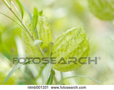 Balloon cotton-bush flowers View Large Photo Image Stock Image - Balloon cotton-bush flowers. Fotosearch