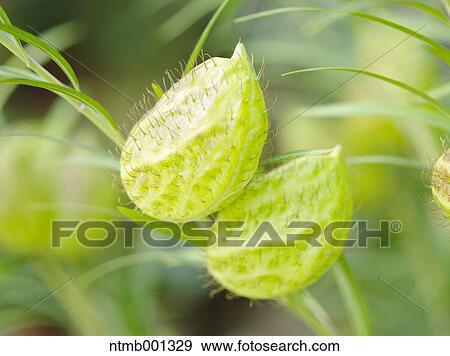Balloon cotton-bush flowers View Large Photo Image Stock Photo - Balloon cotton-bush flowers. Fotosearch