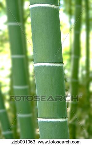 Bamboo View Large Photo Image Stock Image - Bamboo. Fotosearch