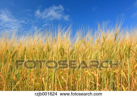 Barley field and sky, Hokkaido View Large Photo Image Picture - Barley field and sky, Hokkaido. Fotosearch