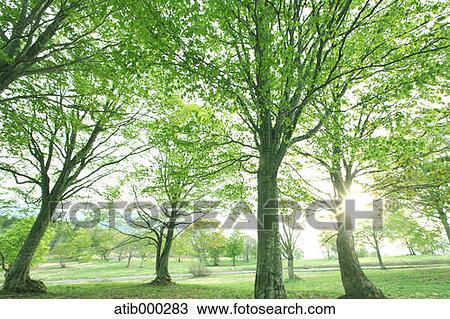 Beech forest, Nagano Prefecture View Large Photo Image Stock Image - Beech forest, Nagano Prefecture. Fotosearch