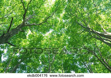 Stock Photograph - Beech forest, Yamagata Prefecture. Fotosearch