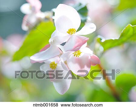 Begonia flowers View Large Photo Image Stock Photo - Begonia flowers. Fotosearch