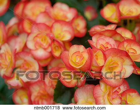 Begonia flowers View Large Photo Image Stock Photo - Begonia flowers. Fotosearch