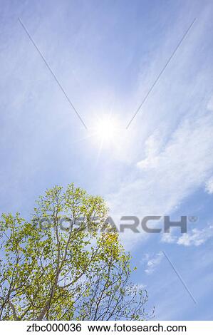 Birch tree and sky View Large Photo Image Stock Photograph - Birch tree and sky. Fotosearch