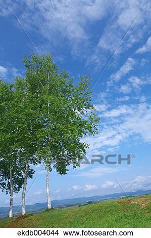 Birch trees and sky, Hokkaido View Large Photo Image Picture - Birch trees and sky, Hokkaido. Fotosearch