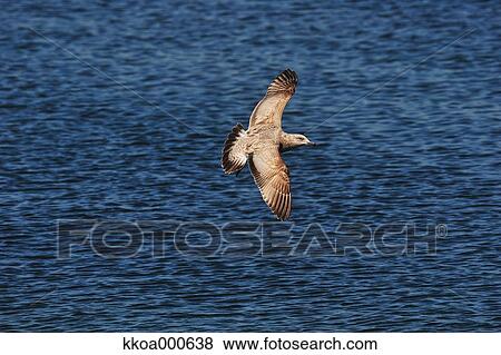 Bird flying over water View Large Photo Image Stock Photo - Bird flying over water. Fotosearch