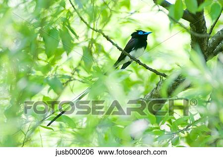 Black Paradise Flycatcher on a tree View Large Photo Image Stock Photograph - Black Paradise Flycatcher on a tree. Fotosearch