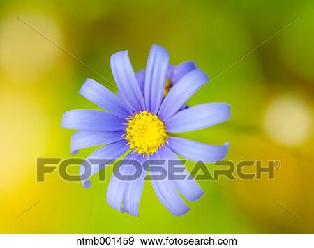 Blue daisy View Large Photo Image Stock Photo - Blue daisy. Fotosearch