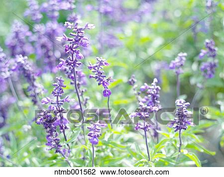Blue salvia View Large Photo Image Stock Image - Blue salvia. Fotosearch