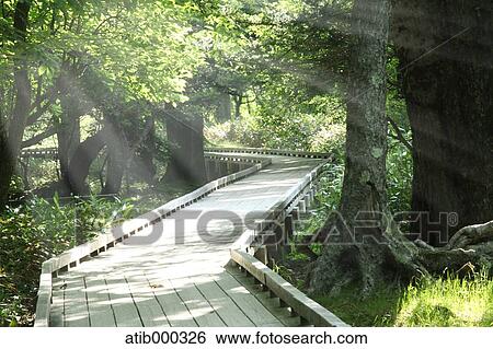Stock Photograph - Boardwalk in the morning light, Nikko. Fotosearch