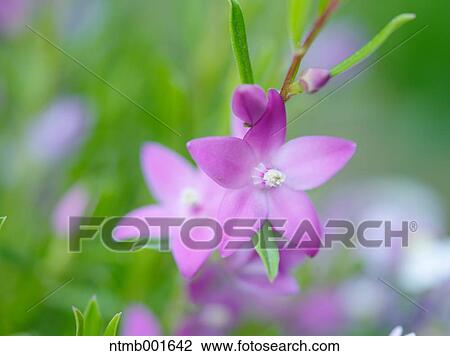 Boronia flowers View Large Photo Image Stock Image - Boronia flowers. Fotosearch
