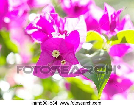 Bougainvillea View Large Photo Image Picture - Bougainvillea. Fotosearch