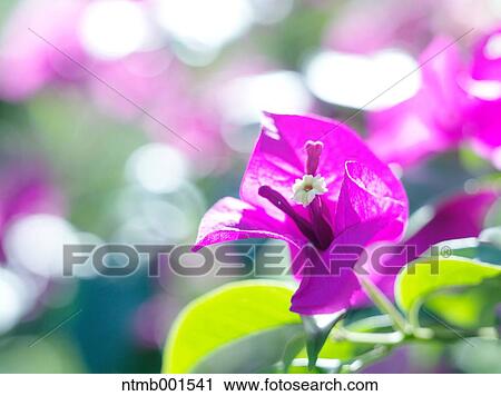 Bougainvillea View Large Photo Image Stock Image - Bougainvillea. Fotosearch