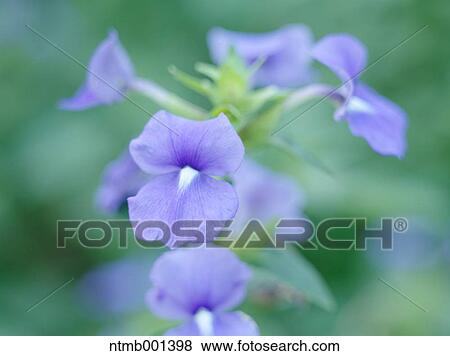 Stock Photo - Brazilian snapdragon. Fotosearch
