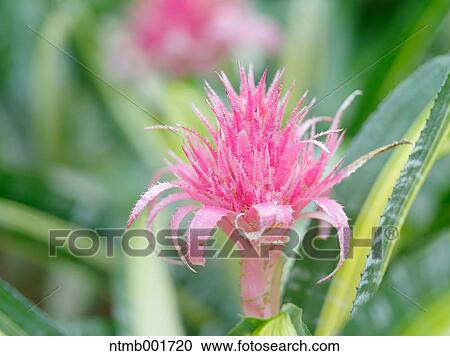 Stock Image - Bromeliad flower. Fotosearch