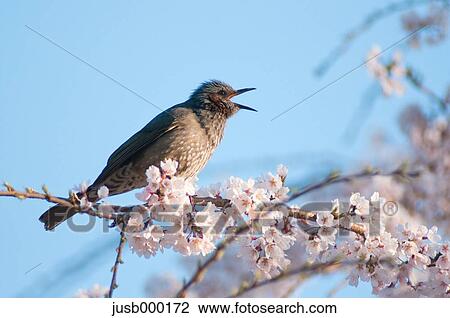 Brown-eared Bulbul and cherry blossoms View Large Photo Image Stock Image - Brown-eared Bulbul and cherry blossoms. Fotosearch
