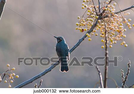 Brown-eared Bulbul on a tree View Large Photo Image Stock Image - Brown-eared Bulbul on a tree. Fotosearch