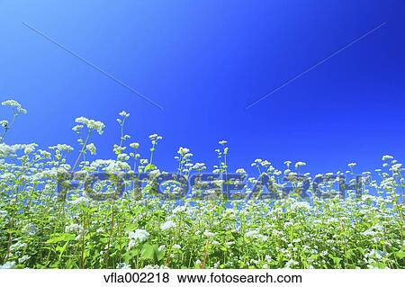 Buckwheat field and sky, Fukushima prefecture View Large Photo Image Stock Photo - Buckwheat field and sky, Fukushima prefecture. Fotosearch