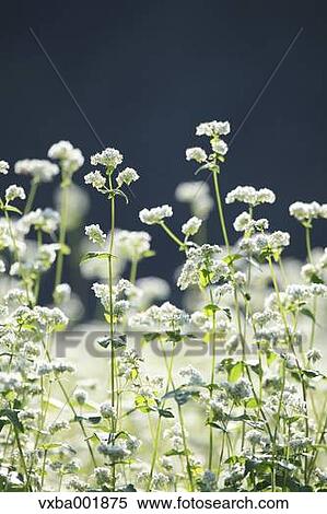 Buckwheat flowers View Large Photo Image Stock Photography - Buckwheat flowers. Fotosearch