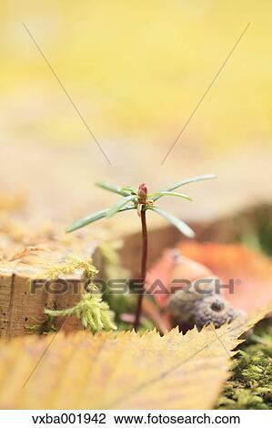 Bud sprouting from stump View Large Photo Image Stock Image - Bud sprouting from stump. Fotosearch