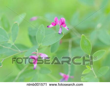 Bush clover View Large Photo Image Stock Image - Bush clover. Fotosearch
