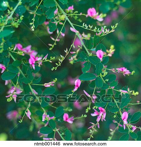 Stock Photograph - Bush clover. Fotosearch