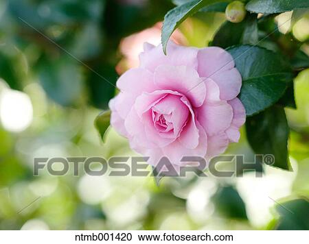 Camellia Sasanqua View Large Photo Image Stock Image - Camellia Sasanqua. Fotosearch