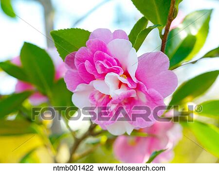 Camellia Sasanqua View Large Photo Image Stock Image - Camellia Sasanqua. Fotosearch