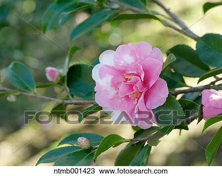 Camellia Sasanqua View Large Photo Image Stock Image - Camellia Sasanqua. Fotosearch