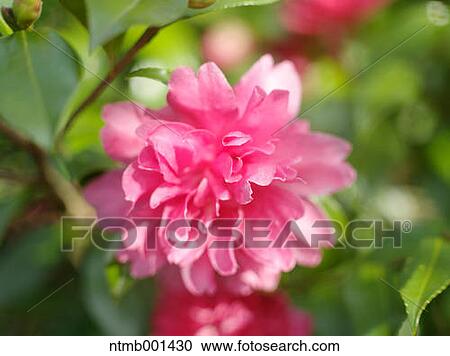 Camellia Sasanqua View Large Photo Image Stock Image - Camellia Sasanqua. Fotosearch