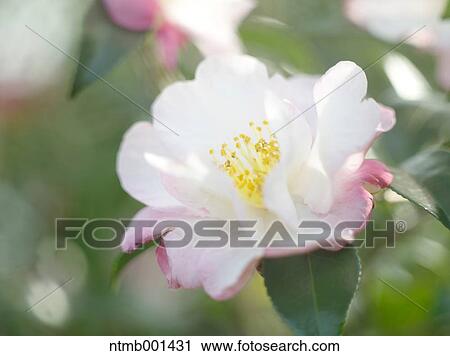 Camellia Sasanqua View Large Photo Image Stock Image - Camellia Sasanqua. Fotosearch