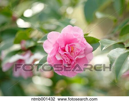 Camellia Sasanqua View Large Photo Image Stock Image - Camellia Sasanqua. Fotosearch