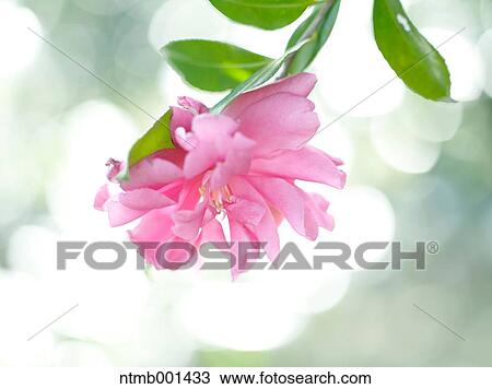 Camellia Sasanqua View Large Photo Image Stock Image - Camellia Sasanqua. Fotosearch