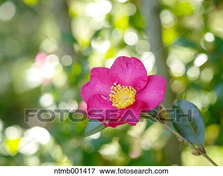 Camellia Sasanqua View Large Photo Image Stock Photo - Camellia Sasanqua. Fotosearch