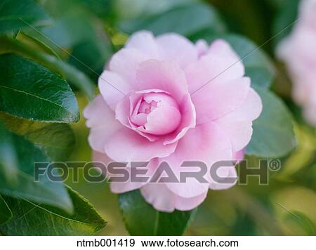 Camellia Sasanqua View Large Photo Image Stock Photo - Camellia Sasanqua. Fotosearch