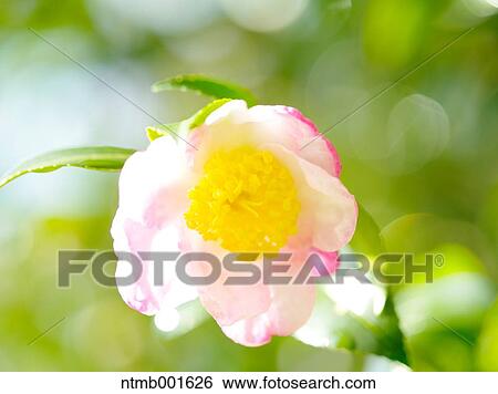Camellia Sasanqua View Large Photo Image Stock Photograph - Camellia Sasanqua. Fotosearch