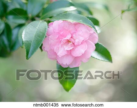Camellia Sasanqua View Large Photo Image Stock Photography - Camellia Sasanqua. Fotosearch
