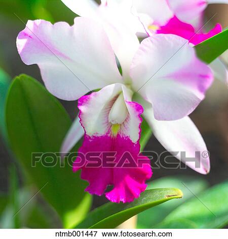 Cattleya flower View Large Photo Image Stock Photo - Cattleya flower. Fotosearch