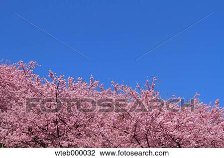 Stock Image - Cherry blossoms and blue sky. Fotosearch