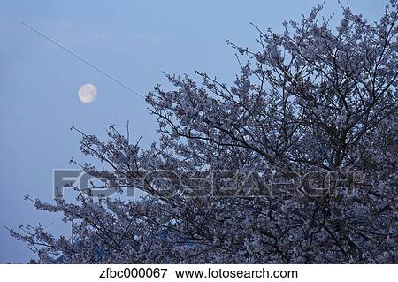 Cherry blossoms and morning sky View Large Photo Image Stock Photo - Cherry blossoms and morning sky. Fotosearch