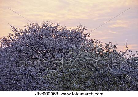 Cherry blossoms and morning sky View Large Photo Image Stock Photo - Cherry blossoms and morning sky. Fotosearch