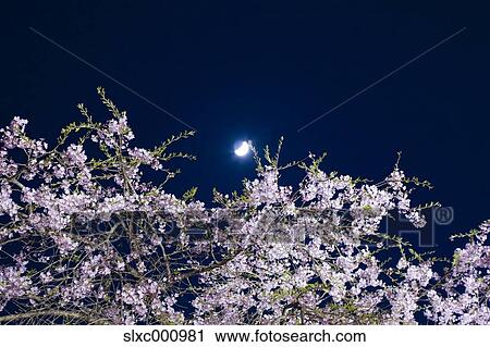Cherry blossoms and night sky View Large Photo Image Stock Image - Cherry blossoms and night sky. Fotosearch
