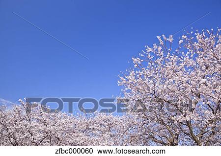 Stock Image - Cherry blossoms and sky. Fotosearch