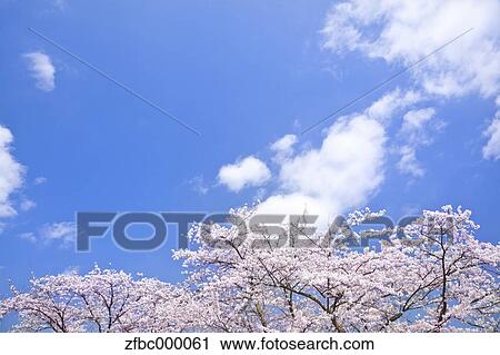 Cherry blossoms and sky View Large Photo Image Stock Image - Cherry blossoms and sky. Fotosearch